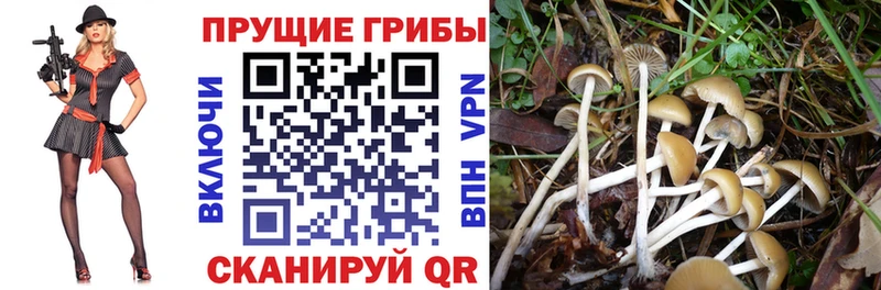 Псилоцибиновые грибы MAGIC MUSHROOMS  Томари 